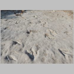 DSCN1025cr-new area tracks.jpg